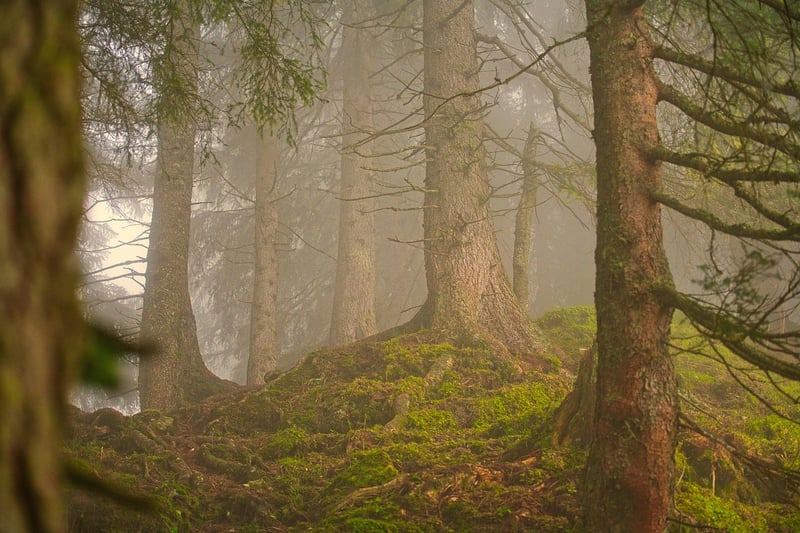 Forest retreat