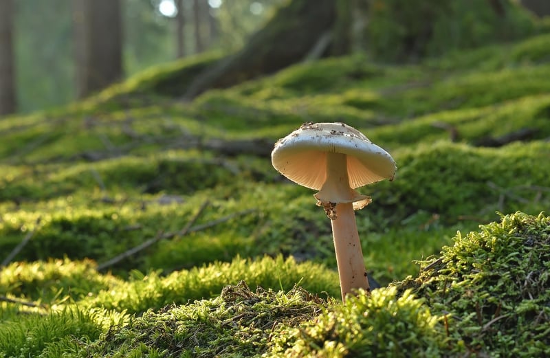 Forest Mushroom